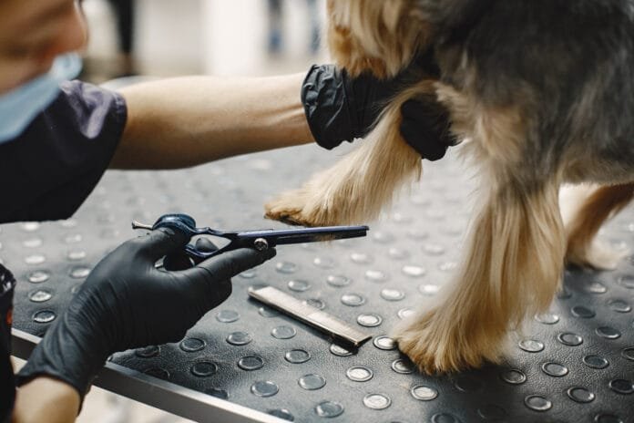 Pelos nas patinhas podem causar escorregões e sobrecarregar as articulações dos cães