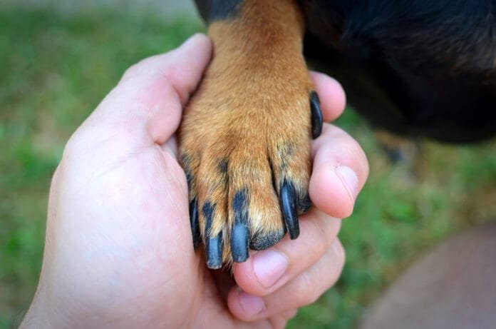Como cortar a unha preta do seu cão com segurança
