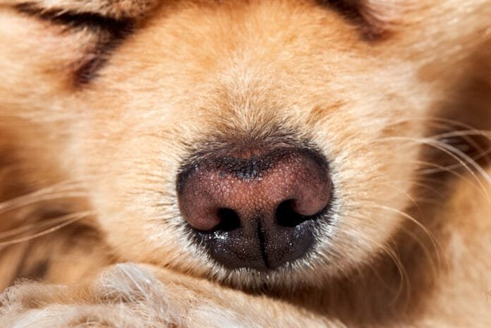 Pets sofrem com tempo seco e mudanças climáticas, mas soluções mais saudáveis ajudam na qualidade do ar