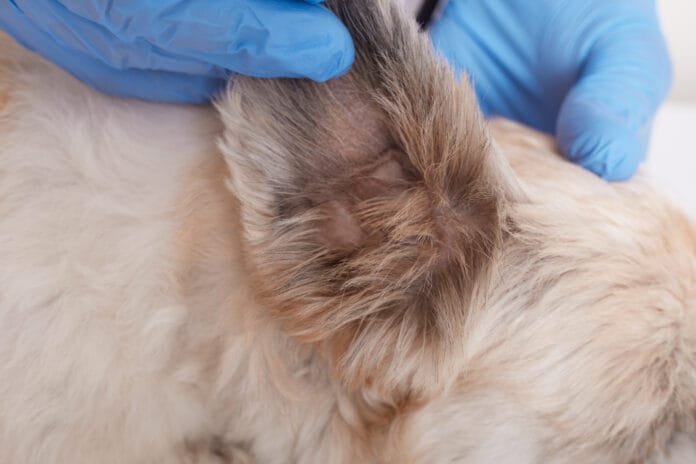 Cuidados com a pele dos pets ganham espaço em meio à variação climática
