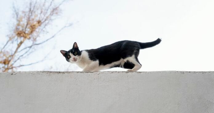 Como acabar com o miado noturno do seu gato: causas e soluções práticas