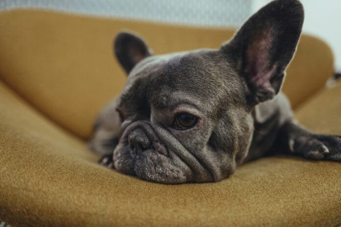 Doenças articulares afetam corpo e mente dos cães