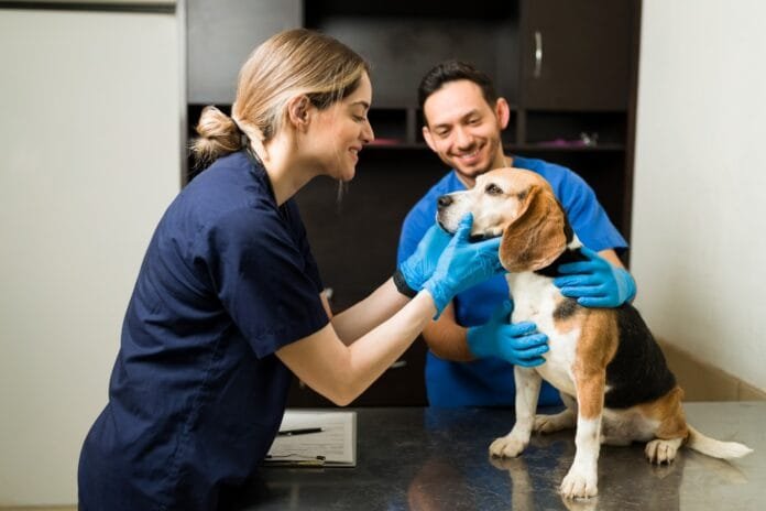 Dia do Médico-Veterinário: profissionais essenciais para a Saúde Única