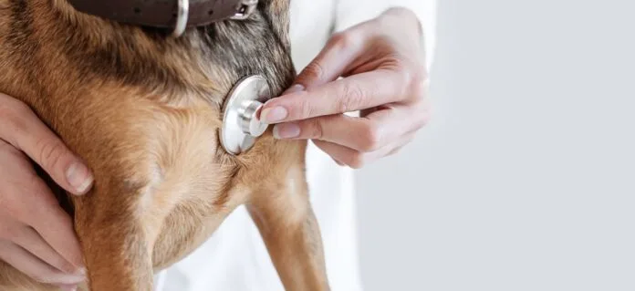 Setembro Vermelho: pets também sofrem com problemas cardíacos