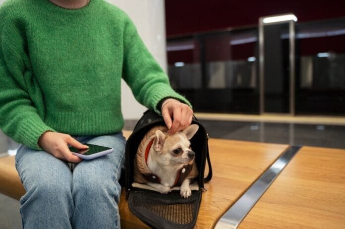 Transporte aéreo de cães de serviço cresce com foco em mobilidade e inclusão