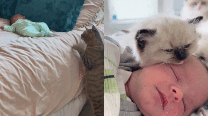 Vídeo fofo emociona internautas: animais e bebês em cenas de puro carinho