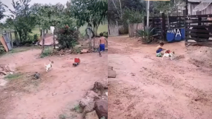 Amizade pura entre criança e cãozinho encanta a internet