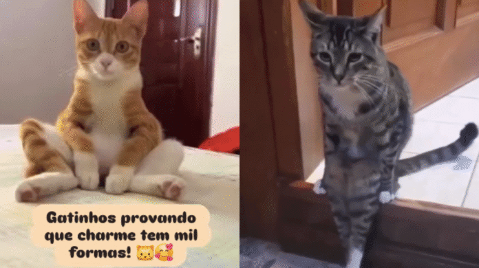 Poses fofas de gatos encantam a internet Poses fofas de gatos encantam a internet