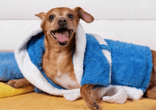 Seu cachorro não é gente! Veja os erros mais comuns na humanização dos pets pelo mercado de luxo Seu cachorro não é gente! Veja os erros mais comuns na humanização dos pets pelo mercado de luxo