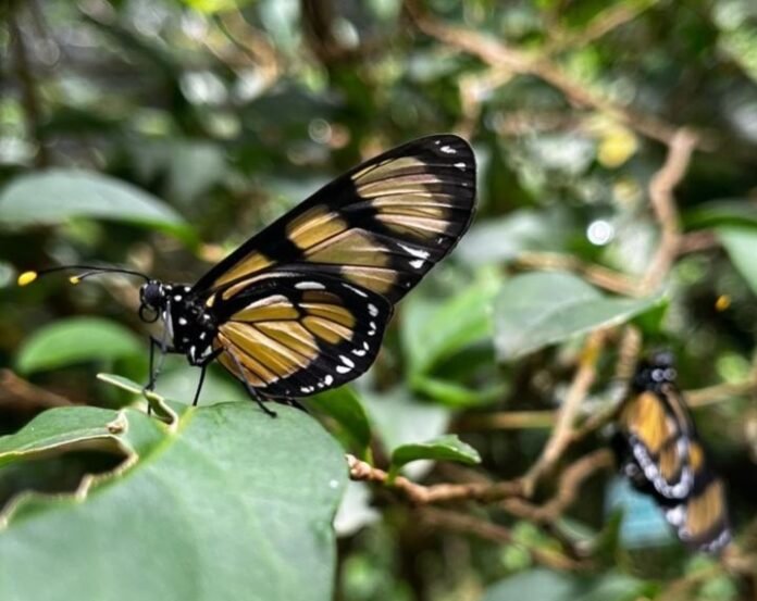 Mata de Santa Genebra abriga 706 espécies de borboletas, aponta estudo da Unicamp