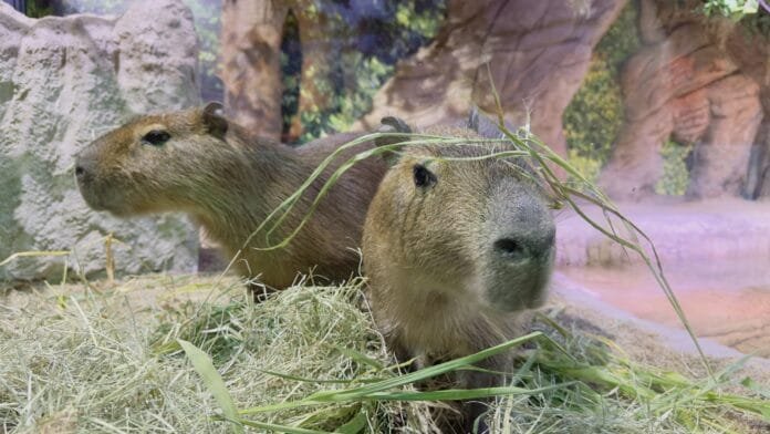 Dia da Capivara: conheça curiosidades sobre o maior roedor do mundo