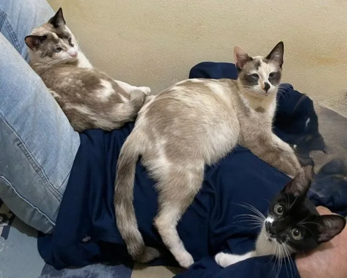 Mogi Guaçu suspende castrações após morte de sete gatos