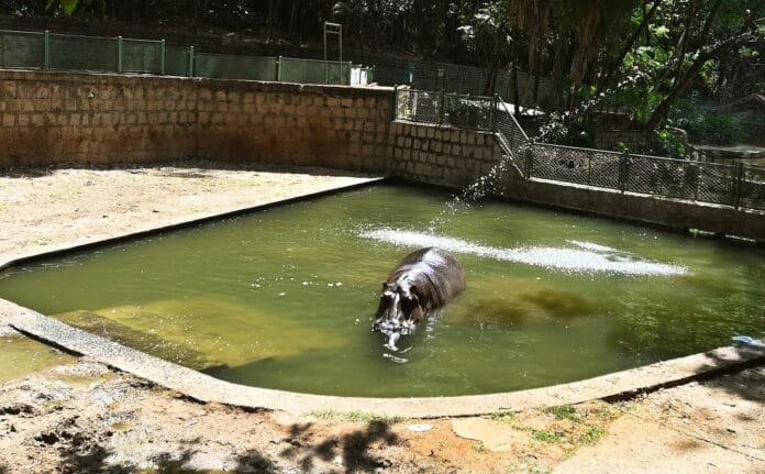 Hipopótamo Dinho comemora 19 anos com festa no Bosque