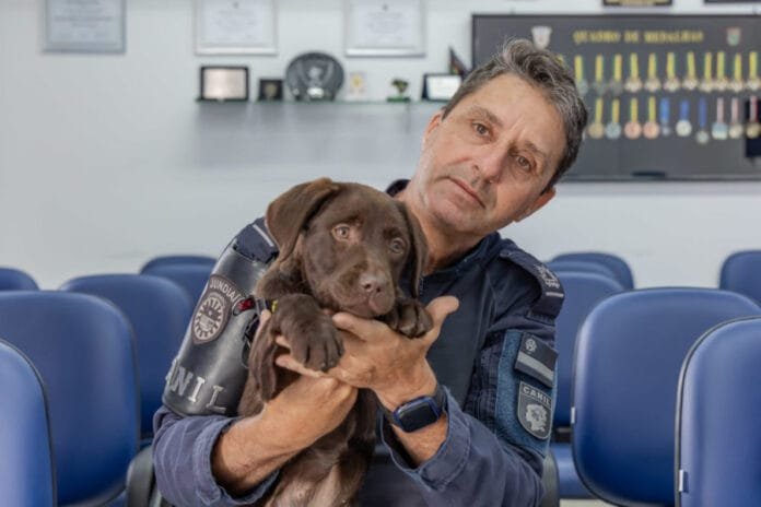 Canil da Guarda Municipal de Jundiaí recebe nova integrante