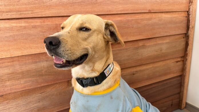 Cães que vivem na área da Expofeira ganham banho e ‘uniformes’ para o evento