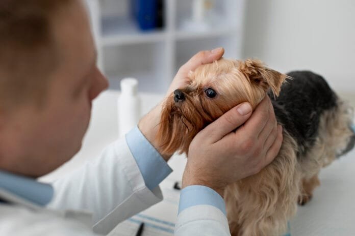 Glaucoma surge de forma súbita em cães e gatos