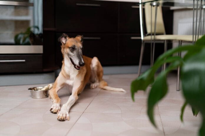 Pisos escorregadios oferecem riscos para a saúde dos pets