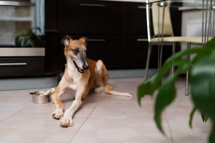 Piso liso pode prejudicar a saúde do seu cachorro? Fique alerta! 2 Pisos escorregadios oferecem riscos para a saúde dos pets