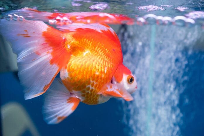 Cuidados veterinários para peixes é uma especialidade