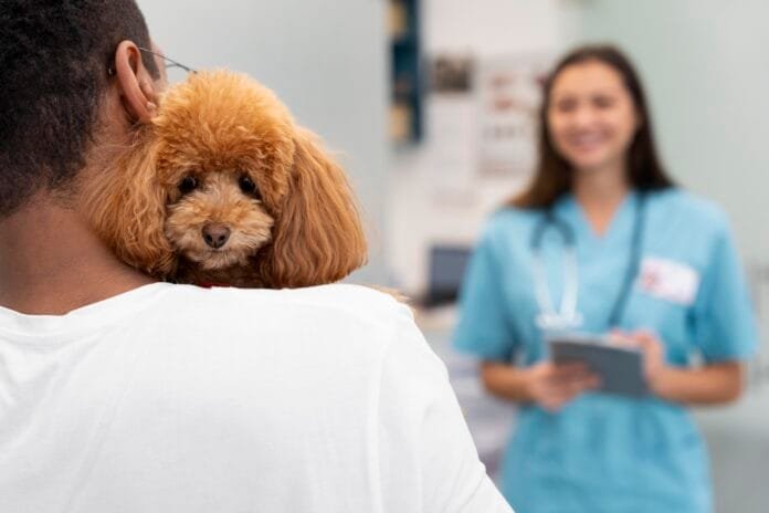 Animais de estimação poderão visitar pacientes em hospitais: Comissão aprova proposta na Câmara 🐾