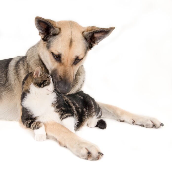 Casas com cães e gatos exigem rotina de higiene diferenciada