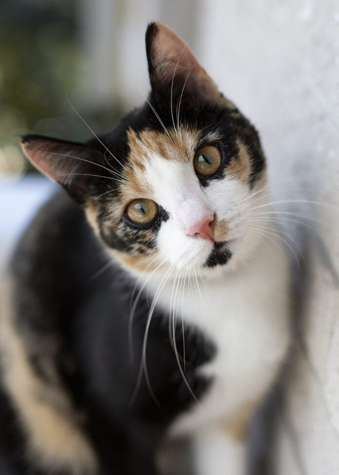 Como reduzir o mau cheiro da caixa de areia dos gatos