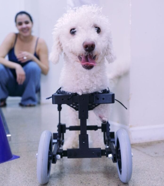 Cão sem patas dianteiras volta a andar com protótipo de cadeira de rodas inédito