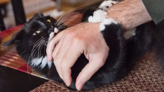 Por que os gatos mordem os tutores? Entenda as causas e saiba como evitar