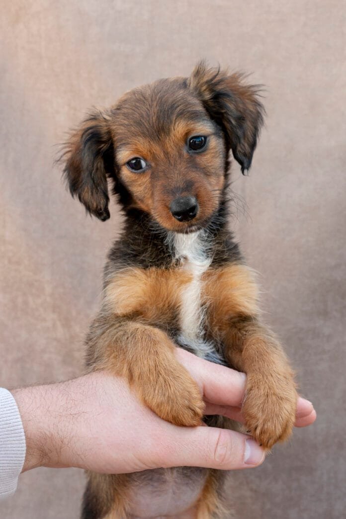 Adotou seu primeiro pet? Veja dicas de alimentação para cuidar bem do seu novo amigo