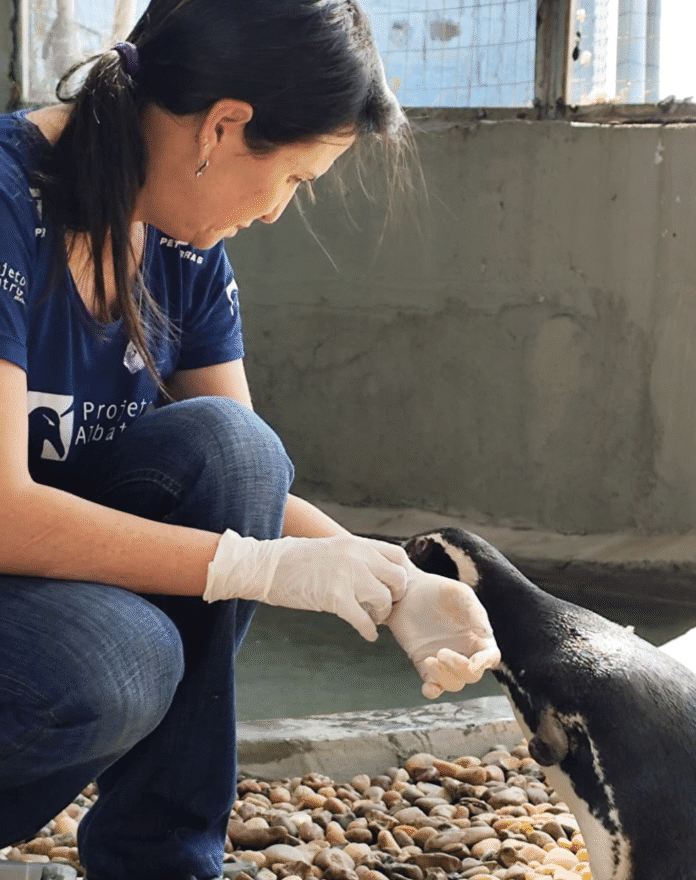 Dois pinguins-de-Magalhães reabilitados pelo Instituto Albatroz, no estado do Rio de Janeiro, são levados para o Aquário de São Paulo