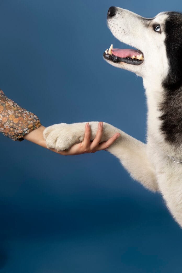 Por que é importante hidratar as patinhas dos seus pets?