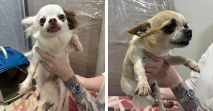 Mais de 150 pessoas se cadastram para adotar cães resgatados de canil clandestino em Blumenau