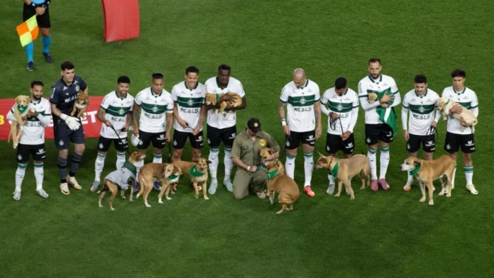 Coritiba entra em campo com cachorros caramelo para adoção