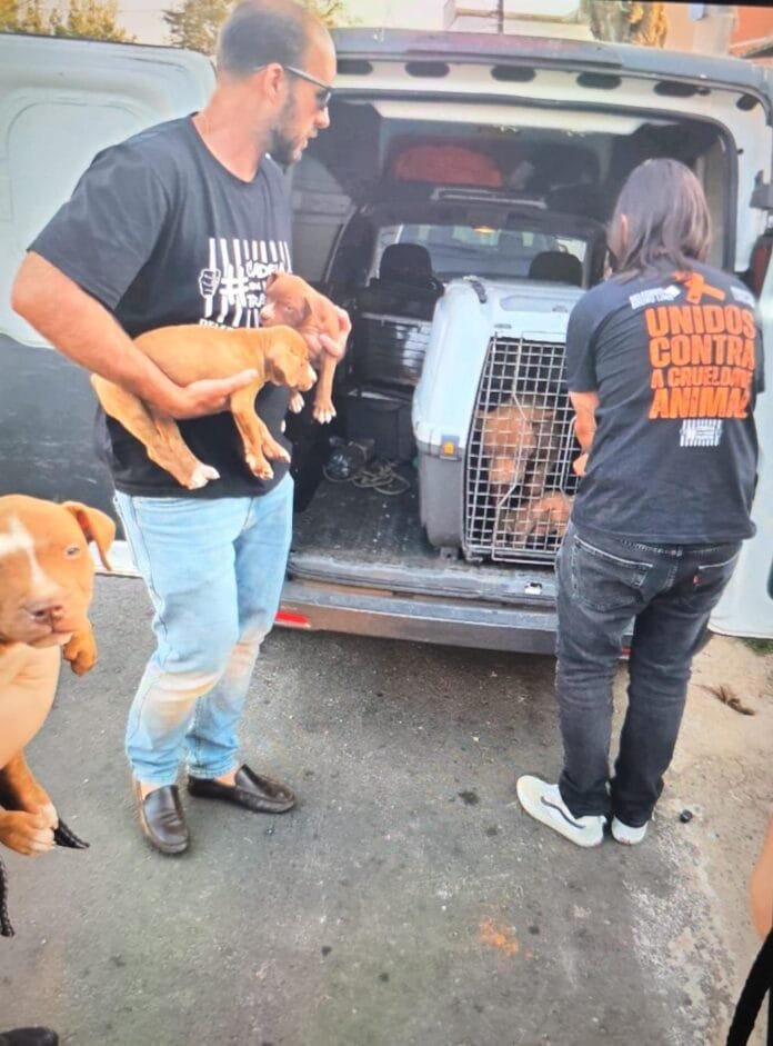 Cadela e filhotes são resgatados em caso de maus-tratos em Americana (SP)
