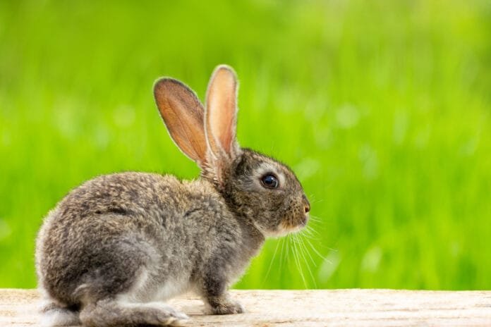 Dia do Coelho celebra a importância de cuidar com carinho desses pets especiais