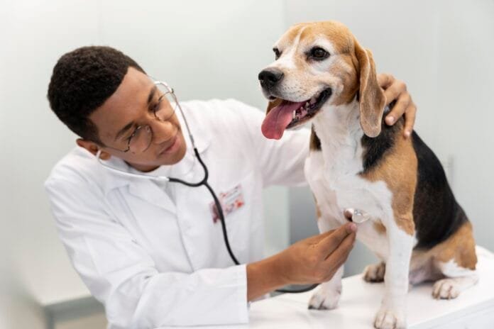 Dia do Veterinário: heróis que dão voz à saúde e ao bem-estar dos pets