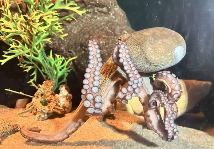 Conheça o animal de três corações e sangue azul que habita o fundo do mar