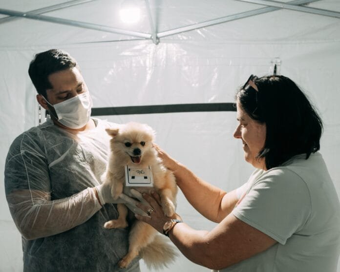 Limeira comemora Dia dos Protetores de Animais Independentes com castração gratuita
