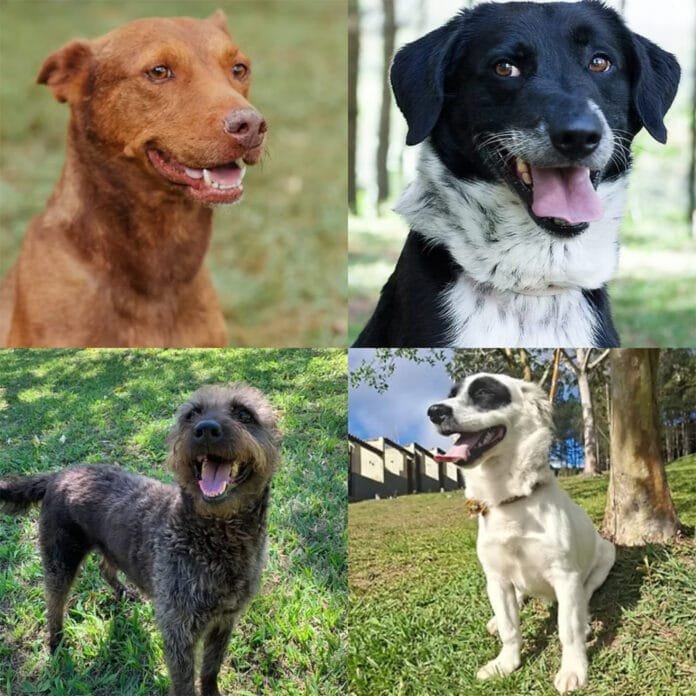 “Caramelo” inspira campanha no SP Market que incentiva adoção de pets resgatados