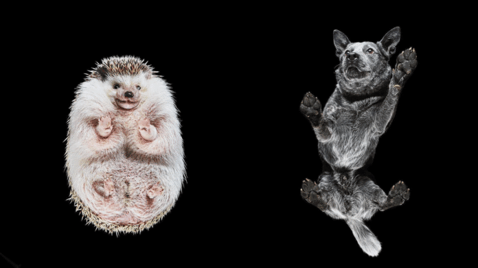 Fotógrafo lituano registra animais por baixo e surpreende com o resultado