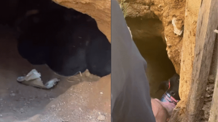 Cadelinha é resgatada com filhotes após dar à luz dentro de um buraco em São Paulo