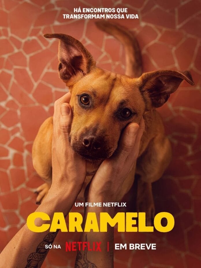 Do abrigo à fama: como Amendoim, um vira-lata caramelo, foi escolhido para estrelar filme da Netflix