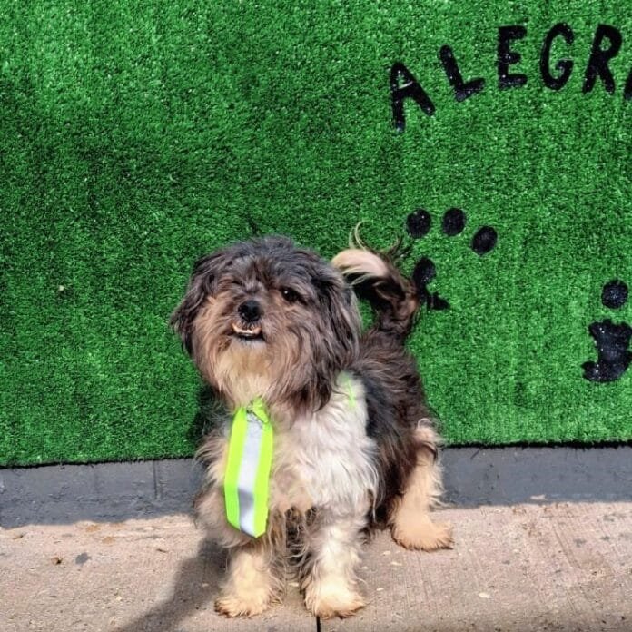 Domingo tem Feira de Adoção de Animais na Lagoa do Taquaral