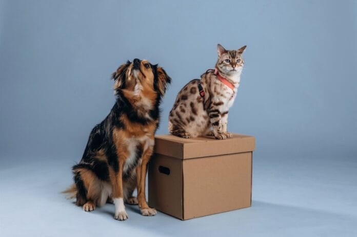 Campinas Shopping promove mais uma Feira PET Campinas Shopping promove mais uma Feira PET