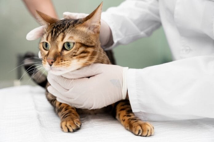 UNINASSAU Brasília realiza microchipagem gratuita de cães e gatos neste sábado (25) UNINASSAU Brasília realiza microchipagem gratuita de cães e gatos neste sábado (25)