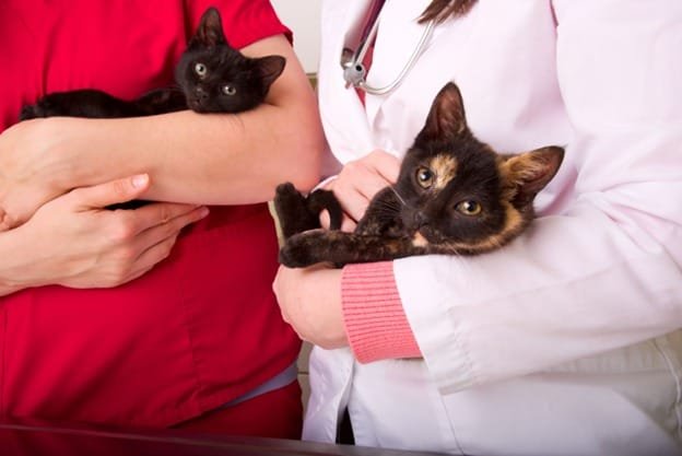 Atendimento “cat friendly” ajuda gatos a voltarem com mais frequência ao veterinário Atendimento “cat friendly” ajuda gatos a voltarem com mais frequência ao veterinário