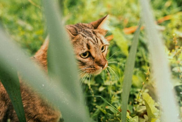 Cor do gato influencia na personalidade? O que a ciência já descobriu