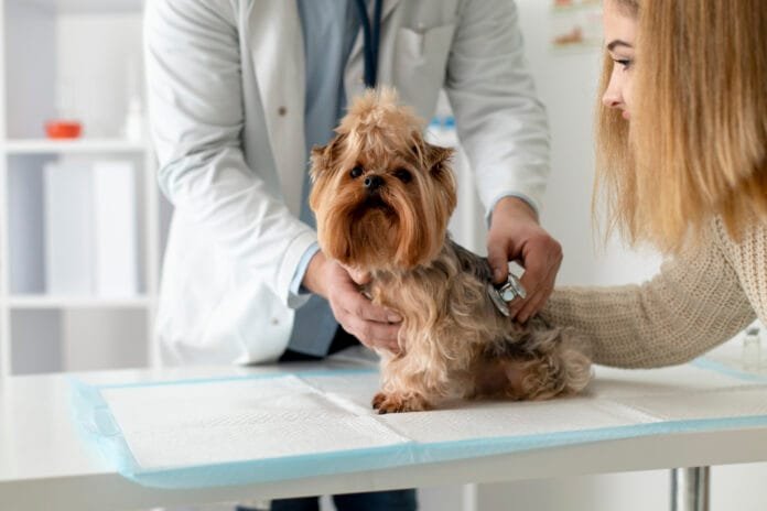 Outubro Rosa alerta para prevenção de nódulos mamários em cães e gatos