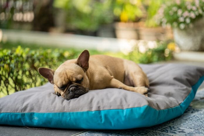 Caminhas “fofinhas” podem causar problemas articulares em cães Caminhas “fofinhas” podem causar problemas articulares em cães