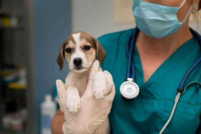 Outubro Rosa Pet: câncer de mama em animais também é motivo de preocupação